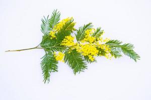 buske av gula vårblommor mimosa isolerad på vit bakgrund. foto