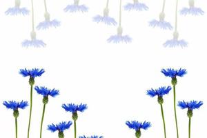 vild blomma blåklint foto