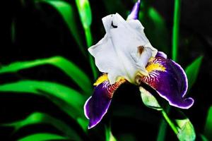 ljusa färgglada irisblommor foto