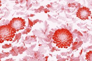 färgglada höstblommor av krysantemum foto