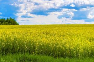 fält av raps, raps eller raps, rapsfröväxt, vårens gyllene blommande fält foto