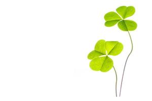 gröna klöver blad isolerad på vit bakgrund. St Patricks Day foto