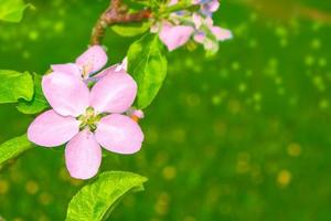 blommande gren äpple. ljusa färgglada vårblommor foto