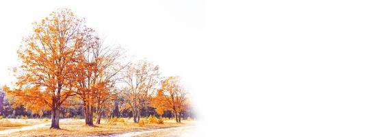 höstlandskap. träd med ljusa färgglada löv foto