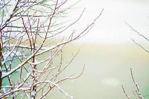 fruset vinterlandskap med snötäckta träd. utomhus- foto