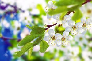 blommande gren äpple. foto