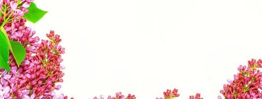 vårblommor lila. natur foto