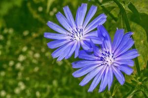 ljusa blommor cikoria foto