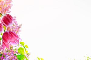 vårblommor lila, tulpan foto