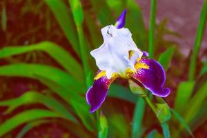ljusa färgglada irisblommor foto