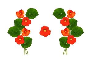 hösten nasturtium blommor isolerad på vit bakgrund. foto