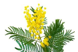 buske av gula vårblommor mimosa isolerad på vit bakgrund. foto