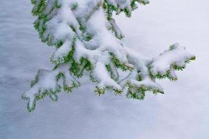 barrgran gren. frusen vinterskog med snötäckta träd. foto