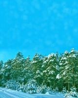 frusen vinterskog med snötäckta träd. foto