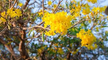 gul fläder, magnoliophyta, angiospermae med namn guldgul färg trumpetblomma, ellow fläder, trumpetbush, tecoma stans suddig bakgrund vacker i naturen som blommar till en bukett blomma foto