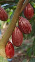 röd kakaoskida på träd i fältet. kakao eller theobroma cacao l. är ett odlat träd i plantager med ursprung från Sydamerika, men odlas nu i olika tropiska områden. java, Indonesien. foto