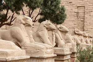 sfinxer i karnak tempel, luxor, egypten foto