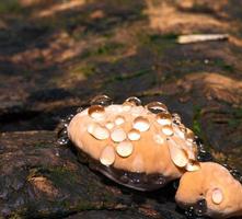 baby lingzhi svamp eller reishi svamp foto