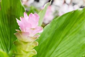 siam tulpanblomma eller curcuma alismatifolia foto