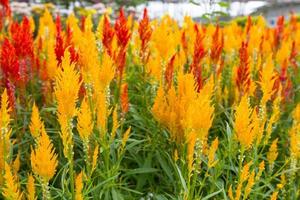 celosia cristata blomma foto