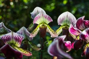 paphiopedilum av orkidéblomma foto