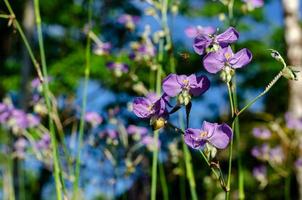 lila färg tradescantia eller spiderworts blomma. foto