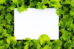 färska ekologiska salladsgrönsaker från trädgården med tomt vitt papper med plats för text. foto