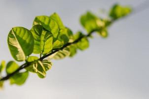 selektivt fokus på bladet av klätterträd på repet med solsken och morgonhimlen. foto