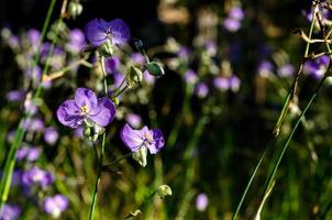 lila färg tradescantia eller spiderworts blomma. foto