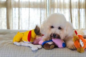 bedårande leende och glad vit pudelhund sitter på sängen med leksaker. foto