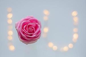 blommande rosa ros med färgglada bokeh-ljus foto