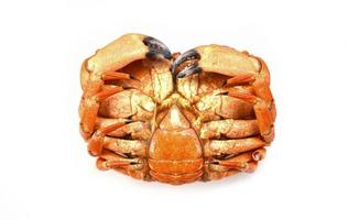 färsk krabba isolerad på vit bakgrund - kokta krabba skaldjur foto