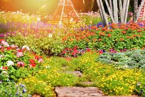 sommarträdgård färgglada växter och blommor blommar dekorera park blommor våren foto