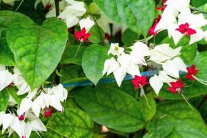 säckblomma eller vitt blödande hjärta eller clerodendrum thomsoniae balvträd foto