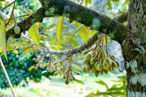 blommor durian i trädgården foto