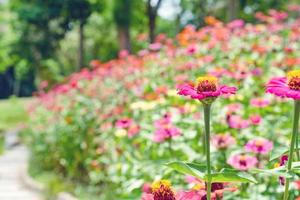 färgglada kosmos blommor i trädgården foto