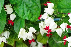 säckblomma eller vitt blödande hjärta eller clerodendrum thomsoniae balvträd foto