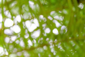 naturlig grön bokeh abstrakt bakgrund, suddig struktur foto