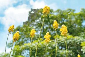 senna alata eller kandelaberbuske eller acapuloblomma i trädgården foto