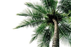 gröna blad av palm, kokospalmen böjning isolerad på vit bakgrund foto