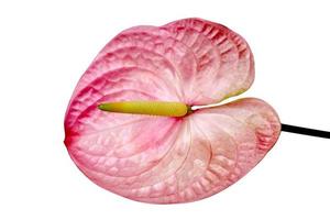 rosa anthurium eller flamingoblomma isolerad på vit bakgrund, inkluderar urklippsbana foto