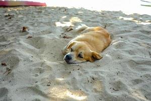 söt hund ser tråkig ut och gäspar på stranden i koh mak island trat thailand foto