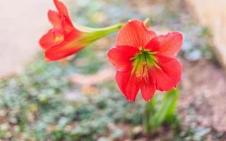 vacker hippeastrum johnsonii blomma eller röd blomma foto