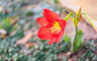 vacker hippeastrum johnsonii blomma eller röd blomma foto