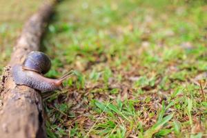 närbild av snigelhelix pomatia eller vinröd. blötdjur rör sig eller kryper på stocken i naturen .ryggradslösa djur koncept foto