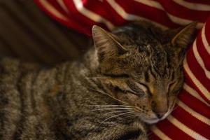 en katt som ligger på en lounge, uppkrupen och sover, en rolig brunrandig korthårig katt sover bekvämt i sängen. en sömnig tabby katt vilar i ett hem foto