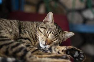 en katt som ligger på en lounge, uppkrupen och sover, en rolig brunrandig korthårig katt sover bekvämt i sängen. en sömnig tabby katt vilar i ett hem foto