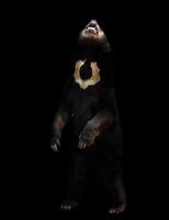 malaysisk solbjörn i den mörka bakgrunden foto