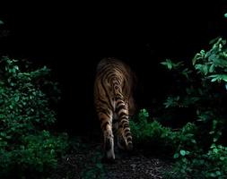 tiger i tropisk regnskog på natten foto