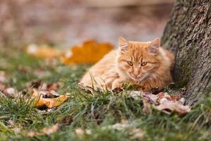 vacker röd katt med gula ögon vilar utomhus. höstkatt på det gröna gräset med gula löv foto